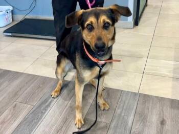 German Shepherd Dog Dogs Available for Adoption in Rowlett, Texas - ELMU | PetCurious