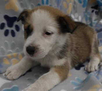 Gina -  Shepherd Dog Available for Adoption in Thief River Falls, Minnesota - Gina | PetCurious