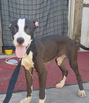 Tillie -  Labrador Retriever Dog for Adoption in Lafayette, Louisiana - Tillie | PetCurious