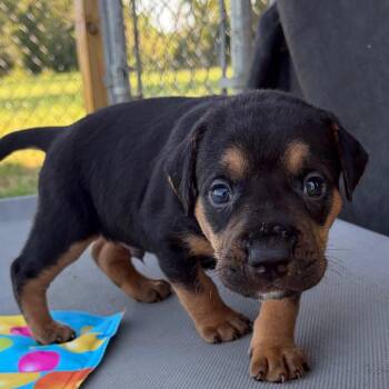 Lil Wayne -  Mixed Breed Dog for Adoption in Enterprise, Alabama - Lil Wayne | PetCurious