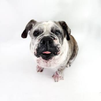 English Bulldog Dogs Available for Adoption in Scottsdale, Arizona - Junie | PetCurious