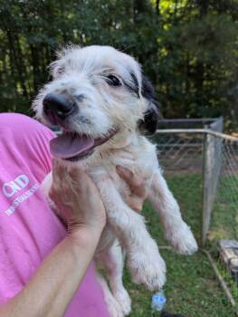 Gabrielle -  Basset Hound and Schnauzer Dog for Adoption in Milner, Georgia - Gabrielle | PetCurious