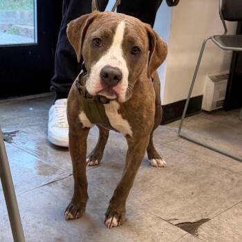 Brutus -  Pit Bull Terrier Dog for Adoption in Philadelphia, Pennsylvania - Brutus | PetCurious