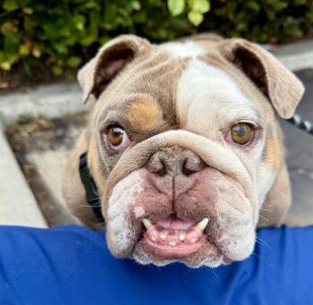 Coco Latte -  Bulldog Dog for Adoption in Cypress, California - Coco Latte | PetCurious