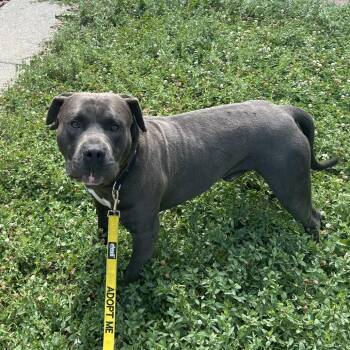 Ham -  American Bulldog and Mixed Breed Dog for Adoption in Oak Park, Illinois - Ham | PetCurious
