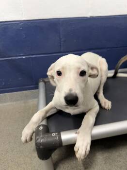 Ghost 4mo AVA 10/7 -  Terrier Dog for Adoption in Sterling, Massachusetts - Ghost 4mo AVA 10/7 | PetCurious