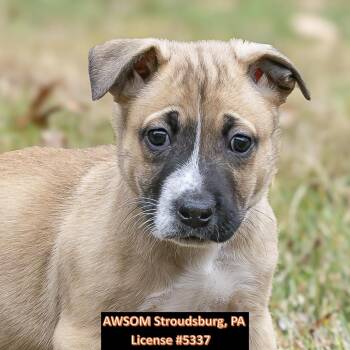 Rescue German Shepherd Dog Dogs for Adoption in Stroudsburg, Pennsylvania - Kayce | PetCurious