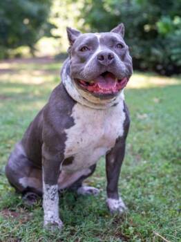 Aaliyah -  Mixed Breed Dog for Adoption in Chamblee, Georgia - Aaliyah | PetCurious