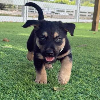Border Collie and Shepherd Dogs Available for Adoption in Lakewood Ranch, Florida - Eggo | PetCurious