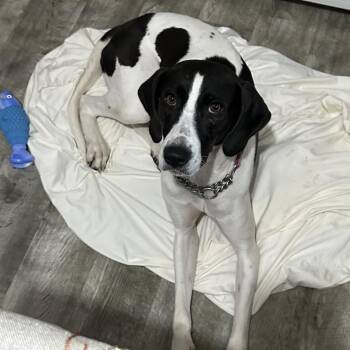 Rescue Mixed Breed Dogs for Adoption in Savannah, Georgia - Juniper | PetCurious