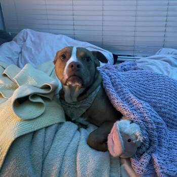 *Courtesy Listing - Elsie -  Pit Bull Terrier Dog for Adoption in Tuscaloosa, Alabama - *Courtesy Listing - Elsie | PetCurious