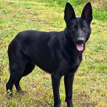 Raven (26-373) -  German Shepherd Dog Dog for Adoption in New Ringgold, Pennsylvania - Raven (26-373) | PetCurious