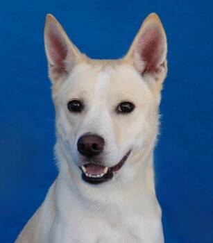 LEYVE -  Husky Dog for Adoption in Pasadena, California - LEYVE | PetCurious