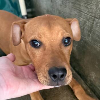 Maleah -  Mixed Breed Dog for Adoption in Jacksonville, Arkansas - Maleah | PetCurious