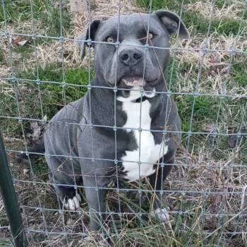 Rescue American Staffordshire Terrier and American Bulldog Dogs for Adoption in Lancaster, Ohio - Blue | PetCurious