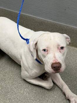 SNOW -  Pit Bull Terrier Dog for Adoption in Las Vegas, Nevada - SNOW | PetCurious