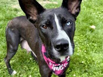Siberian Husky and Labrador Retriever Dogs Available for Adoption in Pueblo, Colorado - OLD NAVY | PetCurious