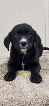 July -  Black Labrador Retriever Dog for Adoption in Marion, Mississippi - July | PetCurious