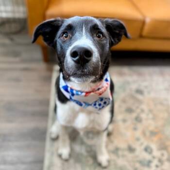 Border Collie and Shepherd Dogs Available for Adoption - Milo Miles Of Goodness | PetCurious
