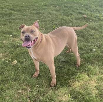 Henry -  Mixed Breed Dog for Adoption in Elyria, Ohio - Henry | PetCurious