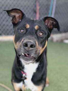 Canyon -  Rottweiler and Mixed Breed Dog for Adoption in Fruit Heights, Utah - Canyon | PetCurious