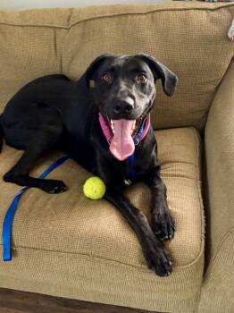 Currenteree / Lotus / Lottie -  Labrador Retriever Dog for Adoption in Broomfield, Colorado - Currenteree / Lotus / Lottie | PetCurious