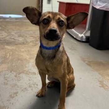 Hazel -  Chihuahua Dog for Adoption in Red Bluff, California - Hazel | PetCurious