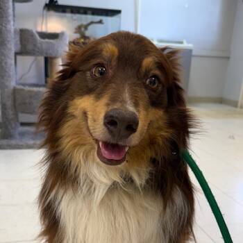 Australian Shepherd Dogs Available for Adoption in Jacksonville, Arkansas - Obi-Wan | PetCurious