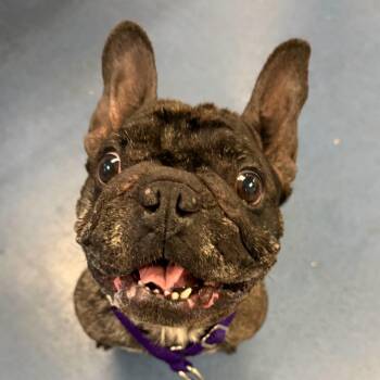 Lilou -  French Bulldog Dog for Adoption in Los Angeles, California - Lilou | PetCurious