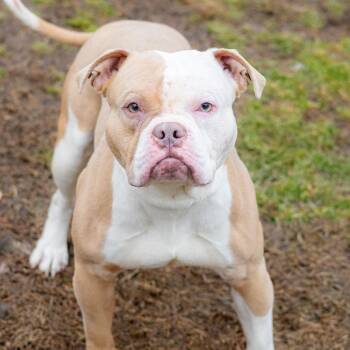 Pit Bull Terrier Dogs Available for Adoption - Chunky | PetCurious
