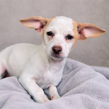 Chihuahua Dogs Available for Adoption - Tundra - My Mom Is Icelyn And She Is Only 11 Lbs | PetCurious