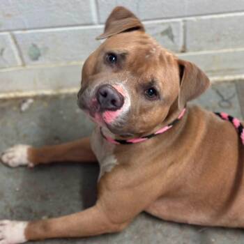 McIntosh -  Pit Bull Terrier Dog for Adoption in Philadelphia, Pennsylvania - McIntosh | PetCurious