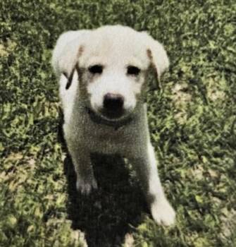 Harvey -  Great Pyrenees and Mixed Breed Dog for Adoption in Kansas City, Missouri - Harvey | PetCurious