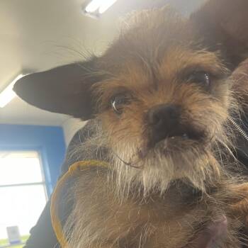 Brussels Griffon and Mixed Breed Dogs Available for Adoption - Reggie | PetCurious