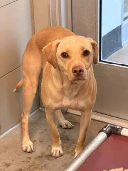 Marlin -  Labrador Retriever Dog for Adoption in Cleveland, Ohio - Marlin | PetCurious