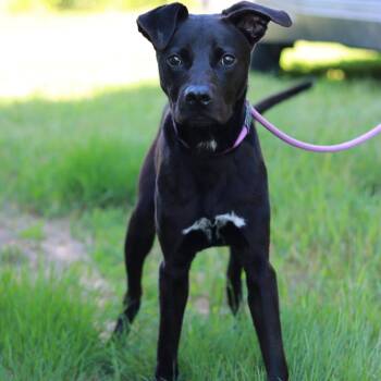 CT Zeus -28lbs! -  Labrador Retriever and Pit Bull Terrier Dog for Adoption in Stormville, New York - CT Zeus -28lbs! | PetCurious