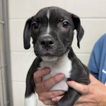 Tiana -  Terrier Dog for Adoption in Lakeland, Florida - Tiana | PetCurious
