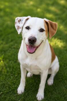 Woody -  Labrador Retriever and American Staffordshire Terrier Dog for Adoption in Houston, Texas - Woody | PetCurious