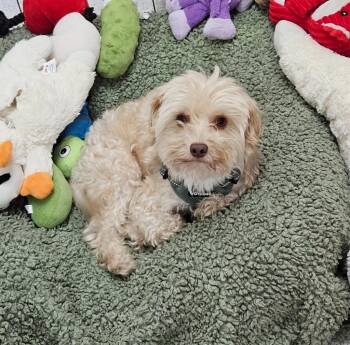 Maltese Dogs Available for Adoption in Los Angeles, California - Billy | PetCurious