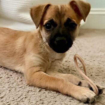 Hammerhead -  Chihuahua Dog for Adoption in West Palm Beach, Florida - Hammerhead | PetCurious
