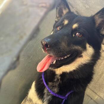 German Shepherd Dog Dogs Available for Adoption in Greensboro, North Carolina - Cole | PetCurious
