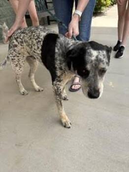 Mixed Breed Dogs Available for Adoption in Maryville, Tennessee - Dom | PetCurious