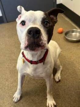 Pinto -  Pit Bull Terrier Dog for Adoption in Cleveland, Ohio - Pinto | PetCurious