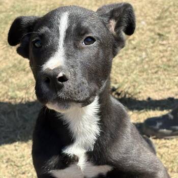 Rescue Black Labrador Retriever and Labrador Retriever Dogs for Adoption in Calera, Alabama - Lil Dude | PetCurious