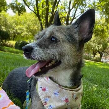 Jack -  Jack Russell Terrier Dog for Adoption in Shawnee, Kansas - Jack | PetCurious