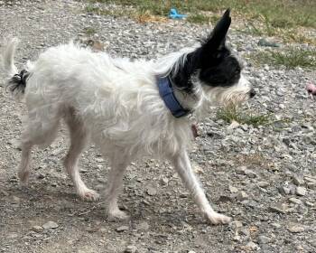 Skye -  Terrier Dog for Adoption in Nashville, Tennessee - Skye | PetCurious
