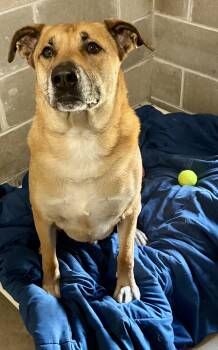 Dalton -  Shepherd and Yellow Labrador Retriever Dog for Adoption in Sandusky, Michigan - Dalton | PetCurious