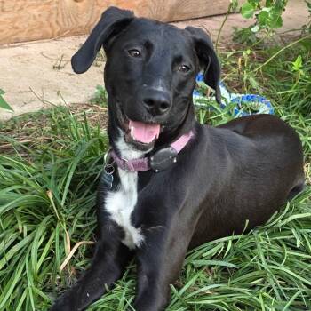 Rescue Black Labrador Retriever and Whippet Dogs for Adoption in Silver Spring, Maryland - Pluto | PetCurious