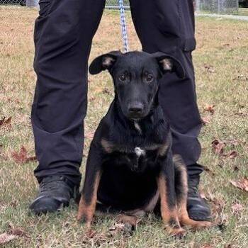 TASSY-31107 -  Shepherd and Mixed Breed Dog for Adoption in Memphis, Tennessee - TASSY-31107 | PetCurious