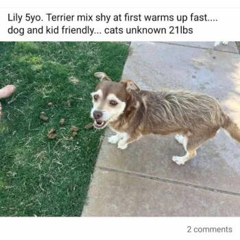 Rescue Terrier Dogs for Adoption in Odessa, Texas - LILY | PetCurious